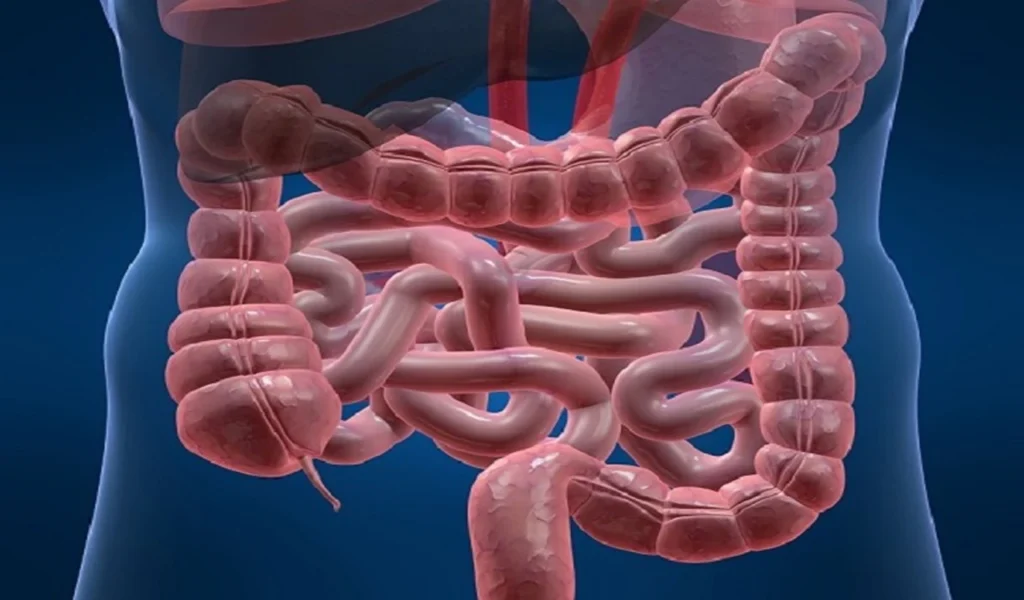 Darmparasiten Behandlung – Ursachen, Symptome und wirksame Therapien