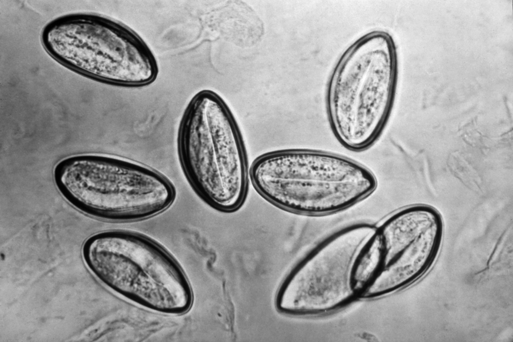 Antiparasitikum: Wirkung, Anwendung und wichtige Hinweise