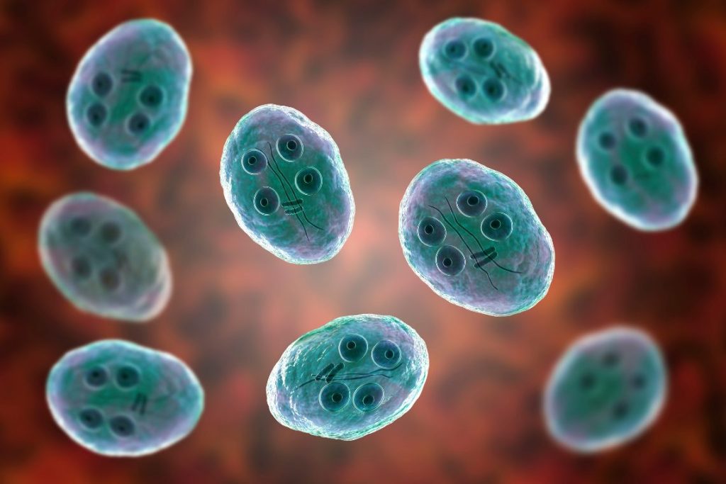Parasiten Behandlung – Ursachen erkennen und Parasiten wirksam bekämpfen