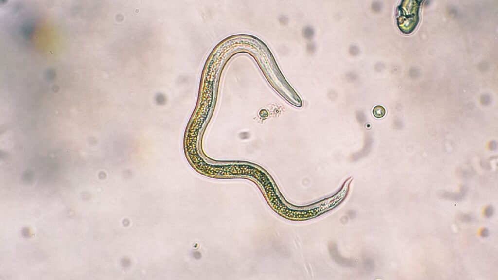 Parasiten Tabletten: Wirkung, Anwendung und Behandlung von Parasiten