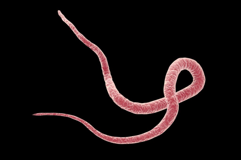 Spulwurm Behandlung: Medikamente, Therapie und wichtige Hinweise bei Askariasis