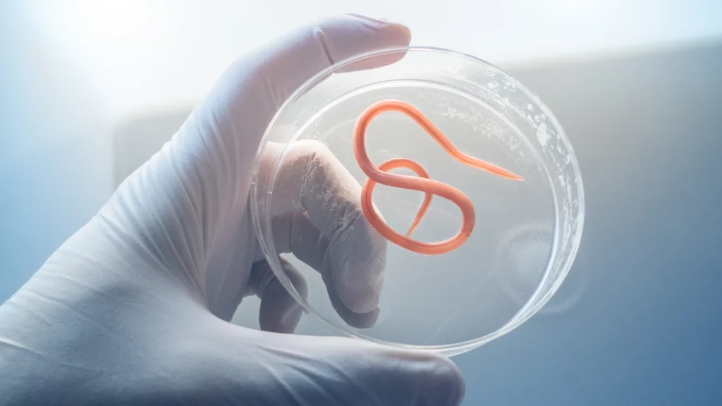 Parasiten Mittel Apotheke: Welche Präparate helfen wirklich?