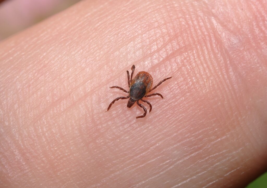 Parasiten Medikamente – Welche Mittel helfen gegen Parasiten?