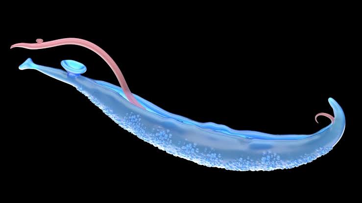 Parasiten im Körper: Symptome, Ursachen und was Sie wissen sollten