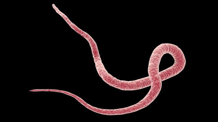 Parasiten Mittel Apotheke: Welche Präparate helfen wirklich?