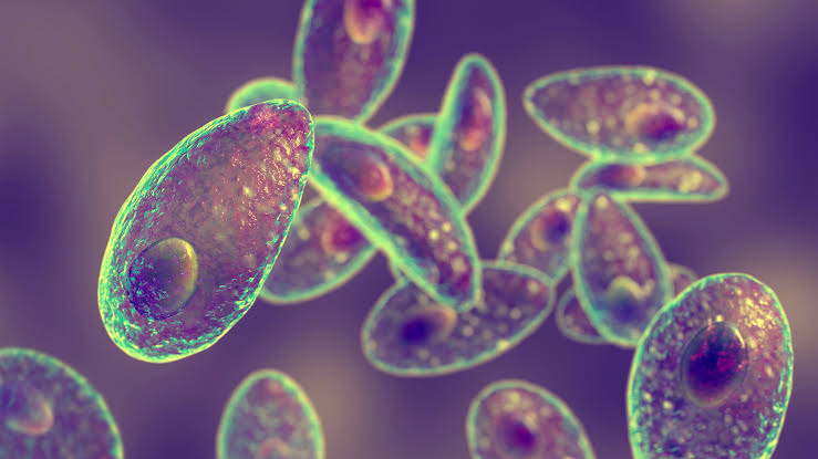 Parasiten Medikamente – Welche Mittel helfen gegen Parasiten?