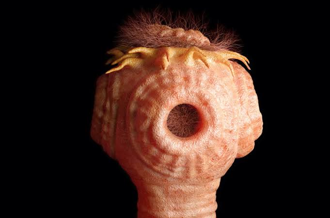 Parasiten loswerden – Natürliche Wege zu einem gesunden Darm