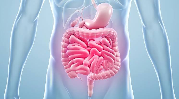 Darmparasiten Behandlung – Ursachen, Symptome und wirksame Therapien