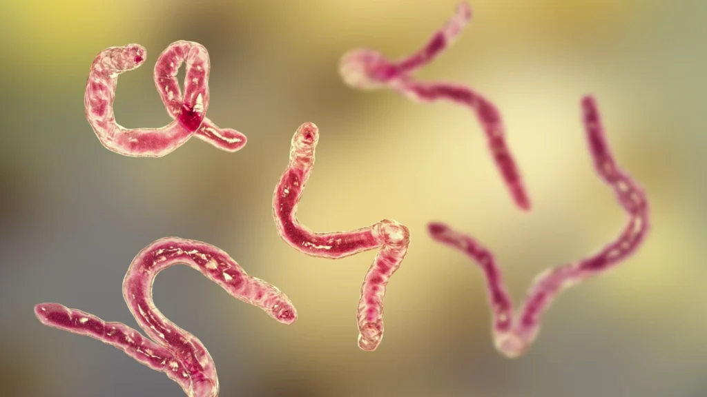 Parasiten Kapseln: Inhaltsstoffe, Anwendung und wichtige Hinweise