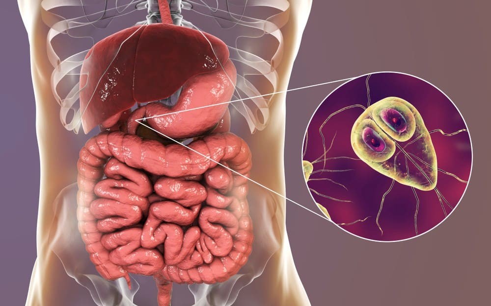 Parasiten Tropfen – Natürliche Unterstützung für Darm und Wohlbefinden