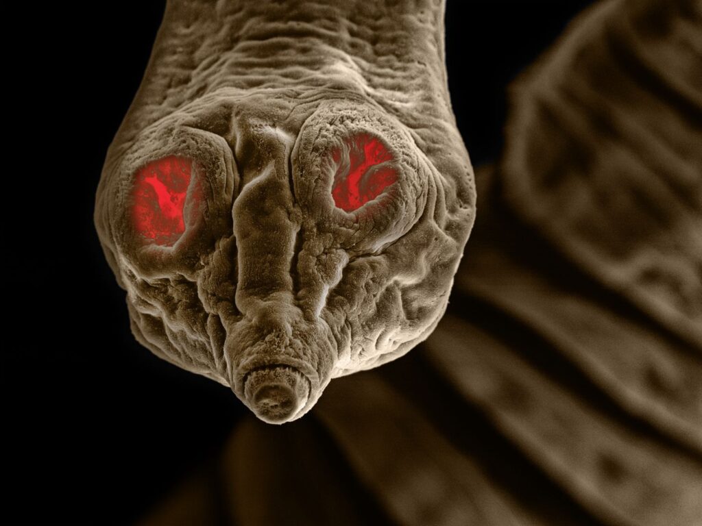 Parasiten Medikamente – Welche Mittel helfen gegen Parasiten?