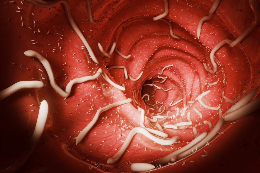 Parasiten beim Menschen: Symptome, Ursachen und was Sie wissen sollten