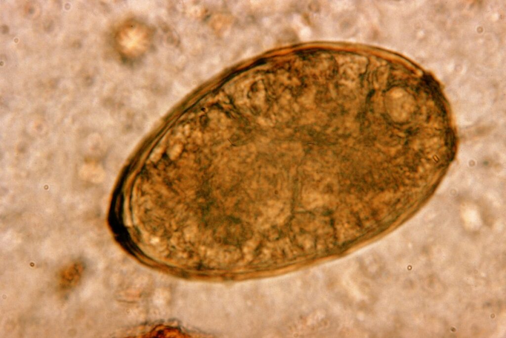Parasiten Mittel Apotheke: Welche Präparate helfen wirklich?